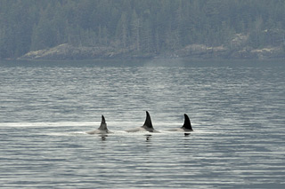 Drei Orcas beim Synchronschwimmen