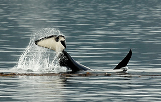 Orca in der Johnstone Strait